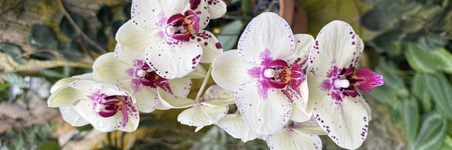 ˗ˏˋ ★ ˎˊ˗ banner