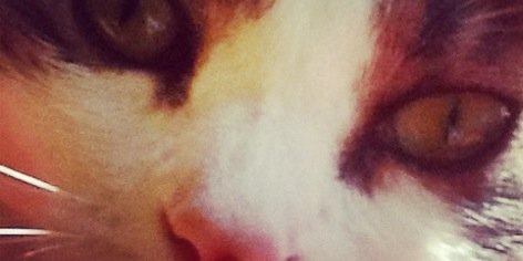 MrsMeyerK's profile banner image