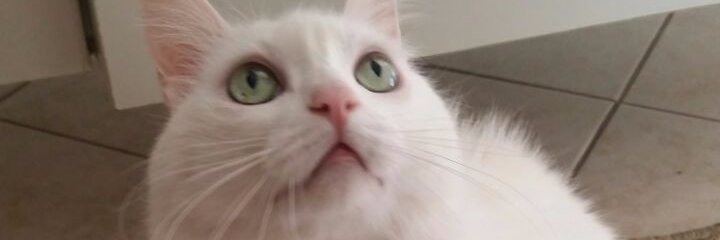 PattFritz's profile banner image