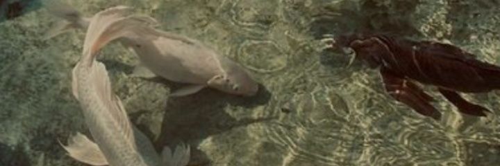 amersemm's profile banner image