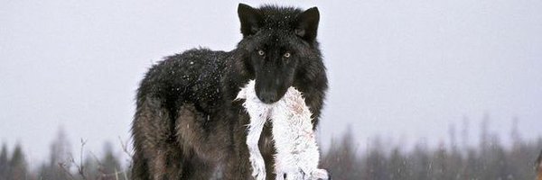 canideando Profile Banner