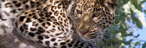 sidwemn Profile Banner