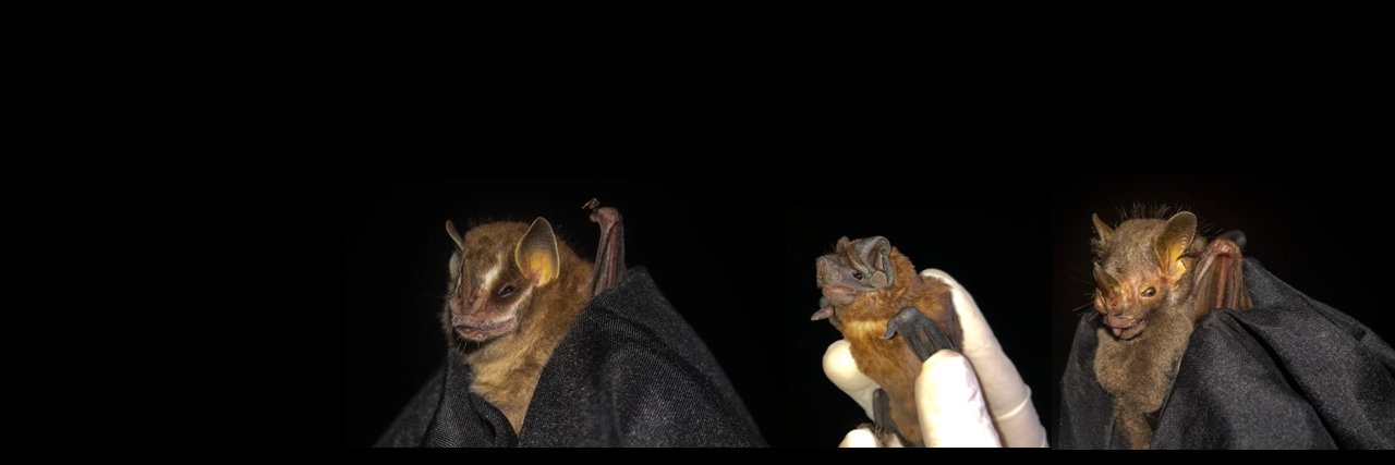 Daniela Bôlla banner