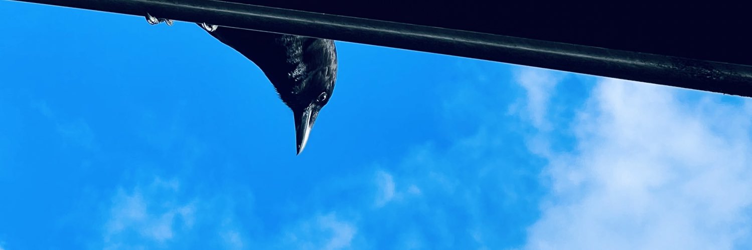 tracyglennYVR's profile banner image