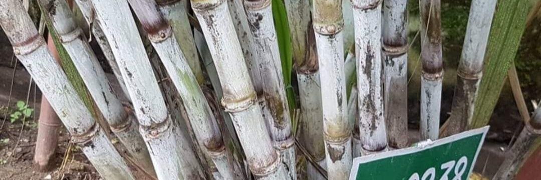 Om Prakash Singh Dycc Saharanpur उप गन्ना आयुक्त banner