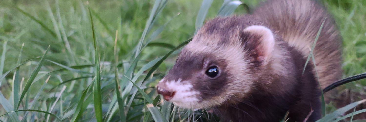 FerretTanu's profile banner image