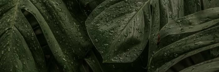 أهيول banner
