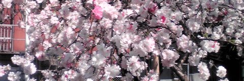 つぶあん🍡🍵🥛 banner