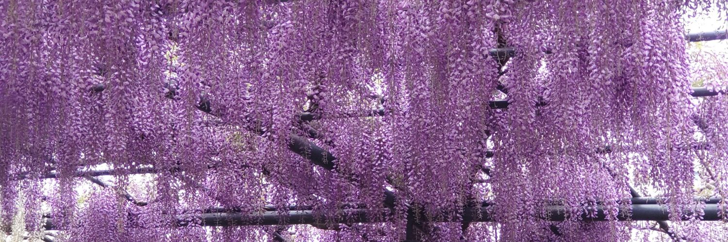 rea_reami's profile banner image