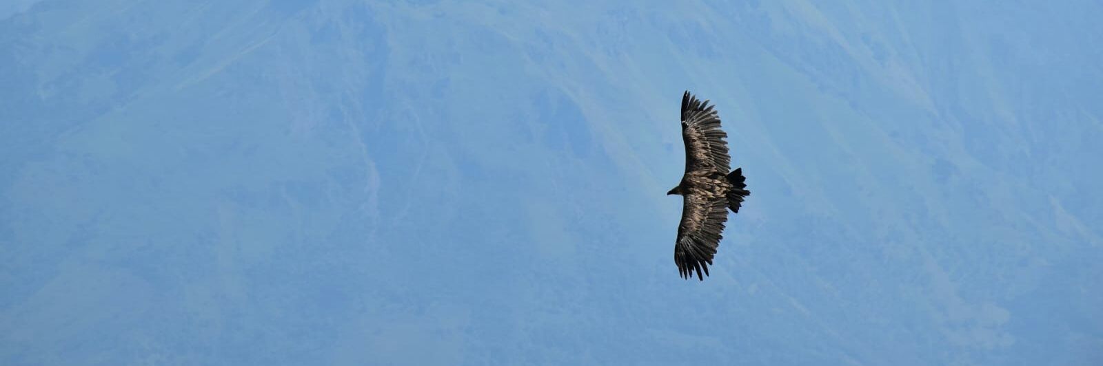 Genís Sampietro Giné banner