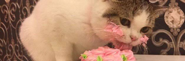 jerssicalves's profile banner image