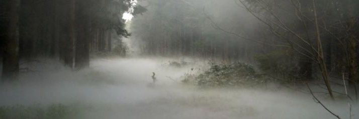 𝙍𝙚𝙞𝙟𝙞. banner