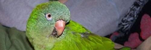 TweetyIndeed's profile banner image
