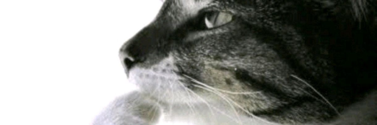 yomzzzi's profile banner image