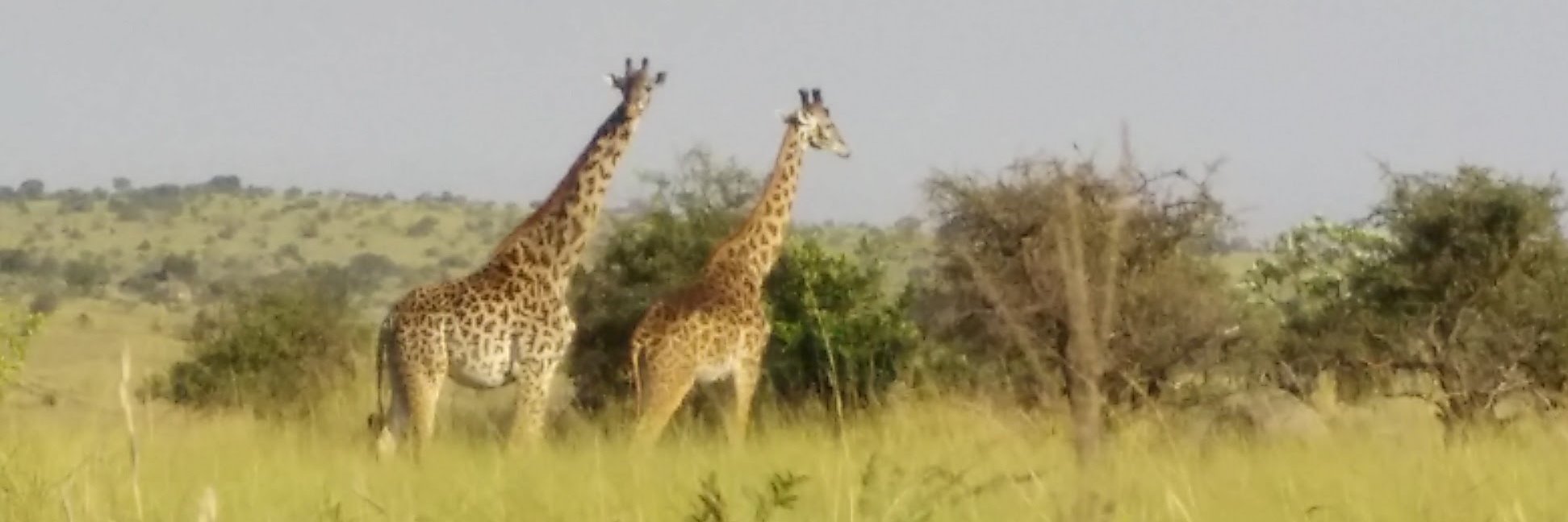 Bill Pollock -- nostarch@infosec.exchange banner