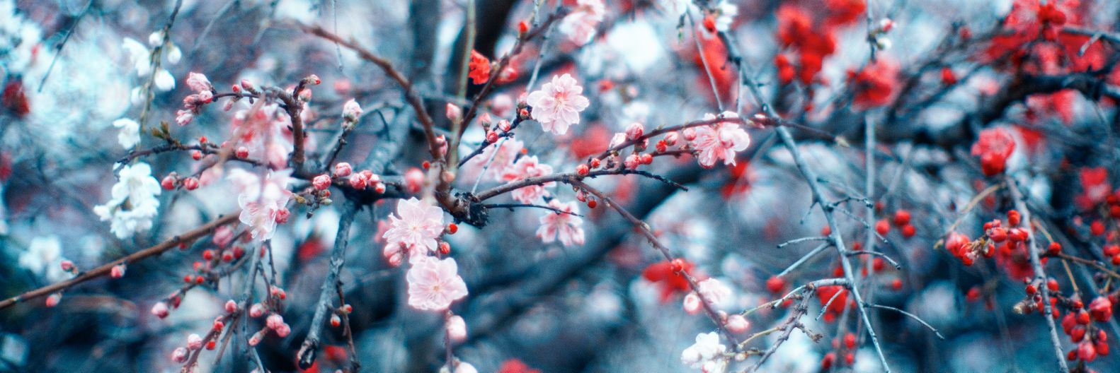Yoino ili∣宵ノ入's banner