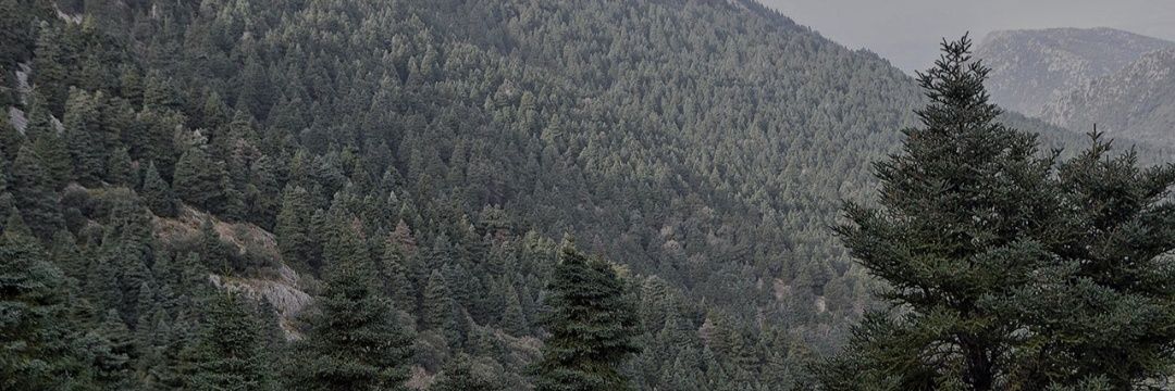 RobindelosPinsapos banner