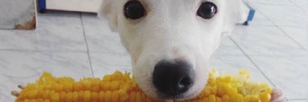 _chintuli Profile Banner