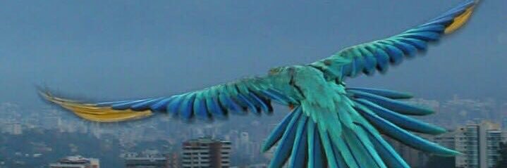 botella_roberto's profile banner image