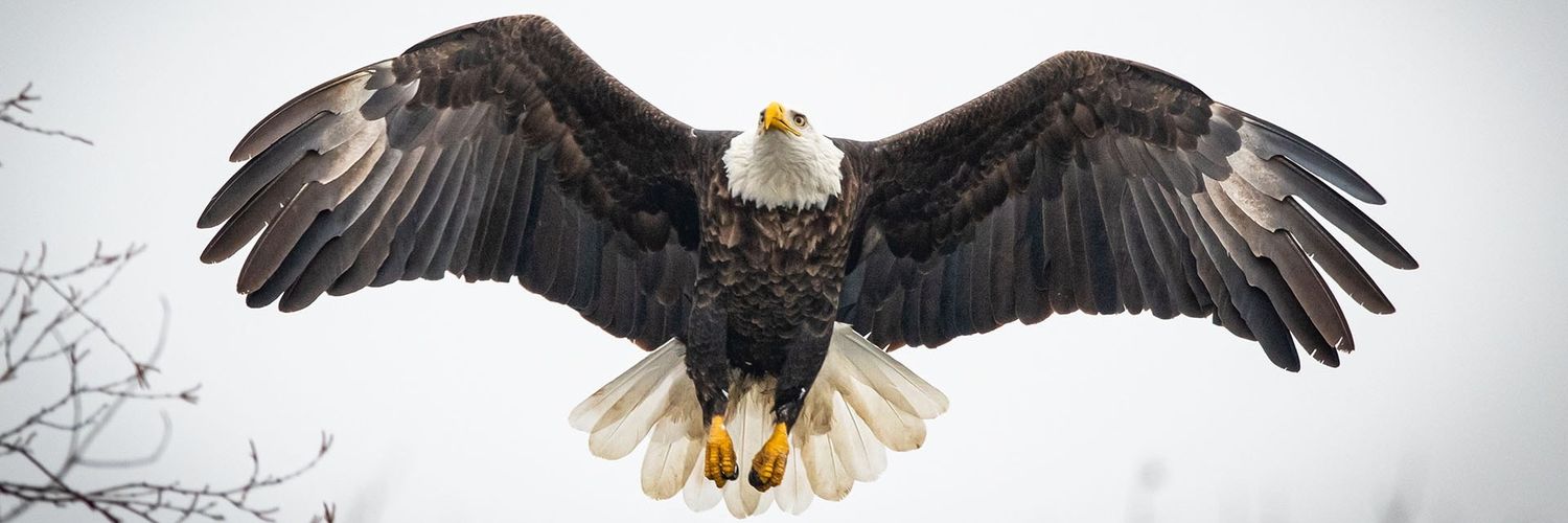 I AM two head black eagle 🦅🦅 banner