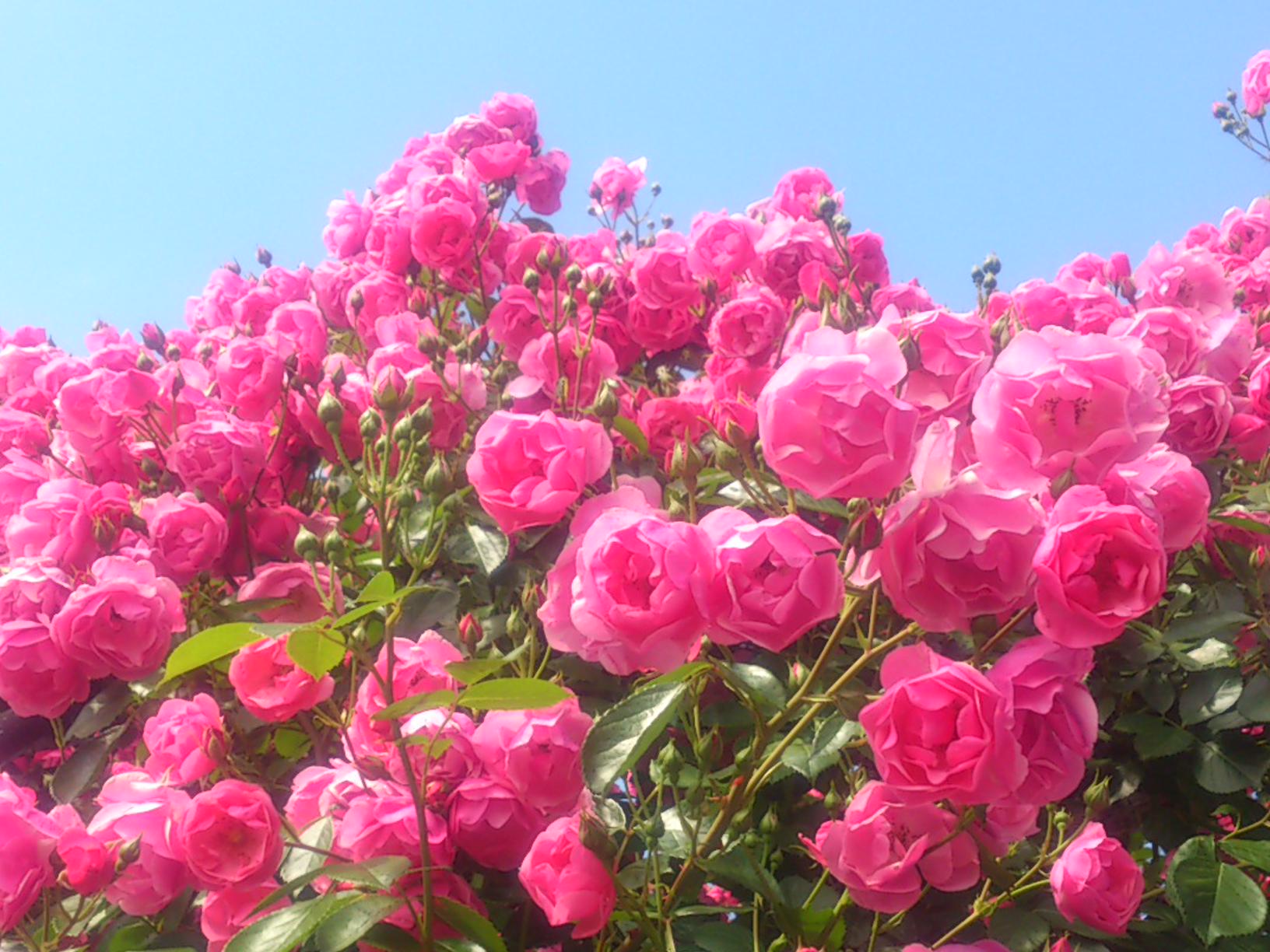 miu(2026強制卒沼) banner