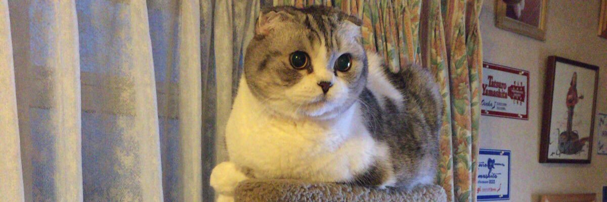 nyanko48's profile banner image