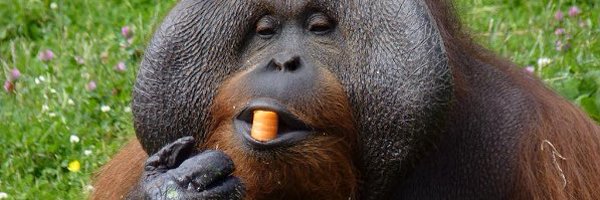 ApeOranges Profile Banner