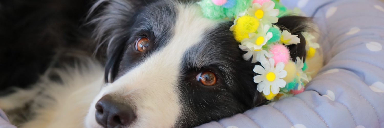 🎀𝐏𝐫𝐢𝐧𝐜𝐞𝐬𝐬 𝐑𝐮𝐛𝐲🎀 banner