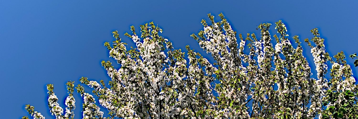 li_persi's profile banner image