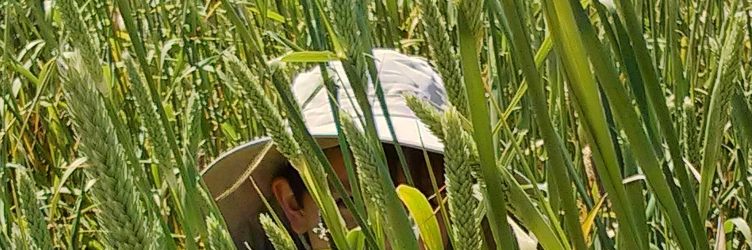 Rosanna (zana) banner