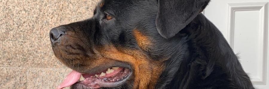 gonzalezvane_'s profile banner image