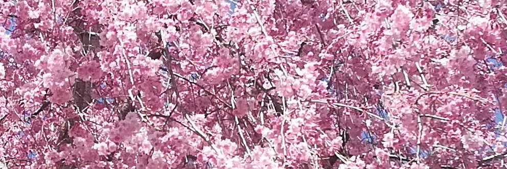 らららいだ banner