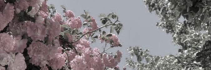 hari_bosweet's profile banner image