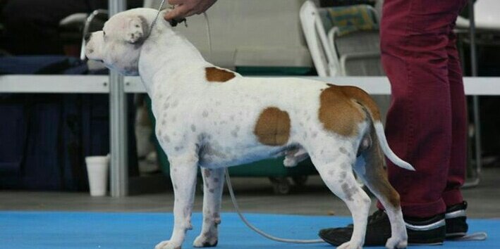 Rubén Franco banner