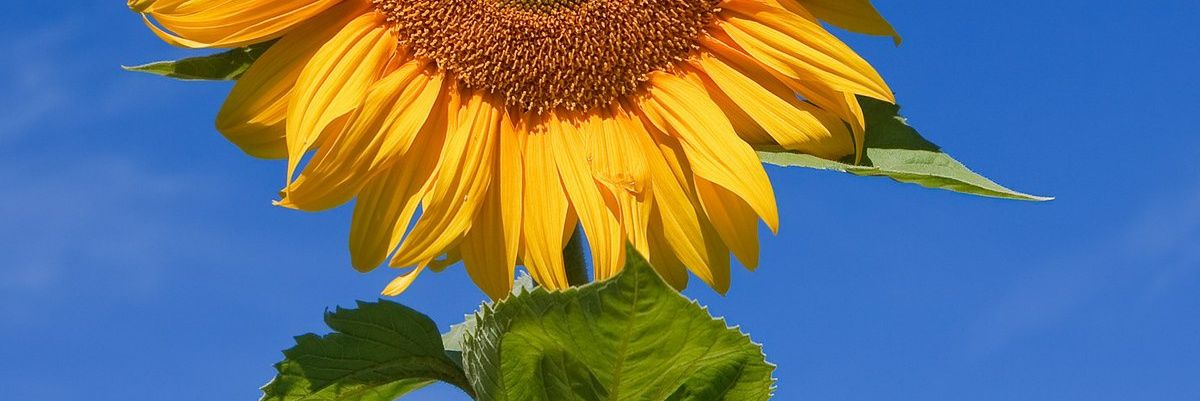 aallbeeena's profile banner image