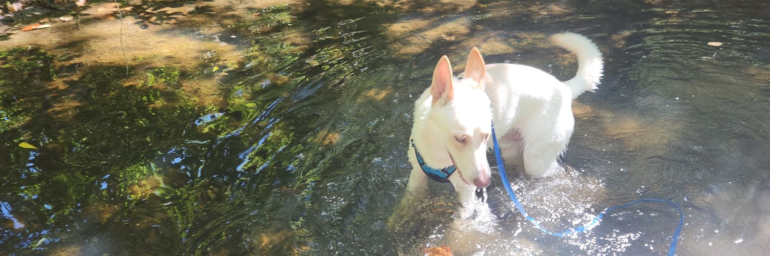 Raven💕💕💕 banner