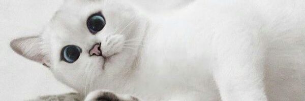19_natalka's profile banner image