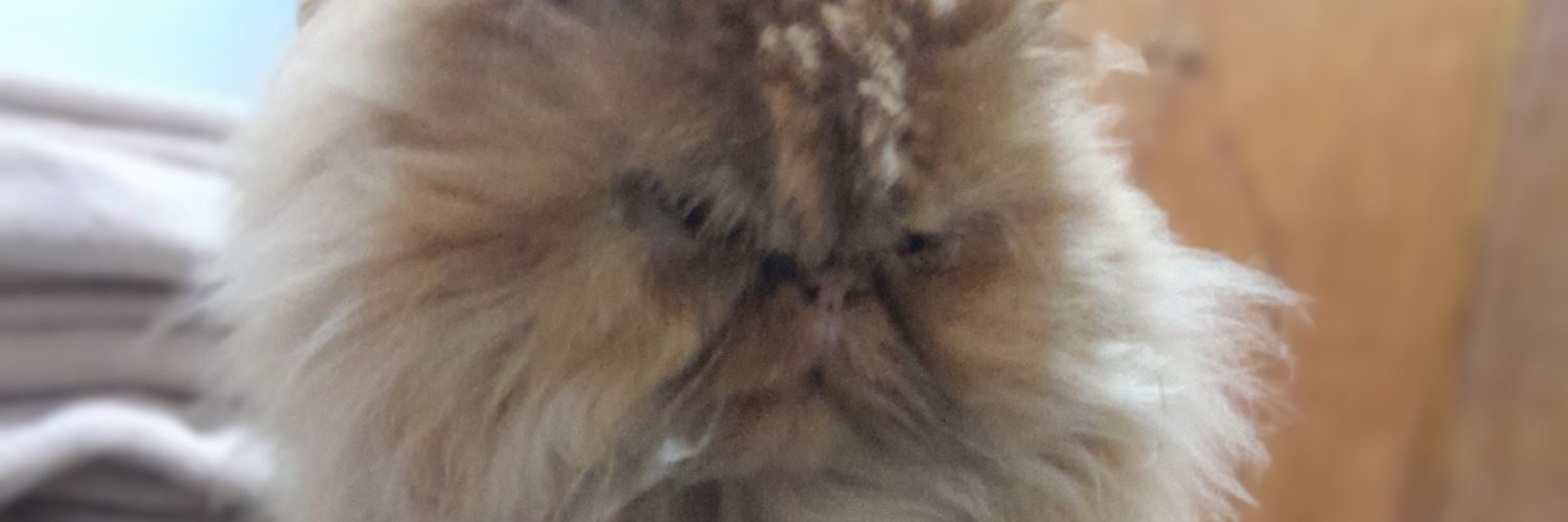 mayruchalaunica's profile banner image