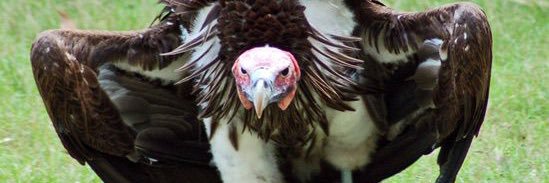 Mpadhi YoNgaku banner