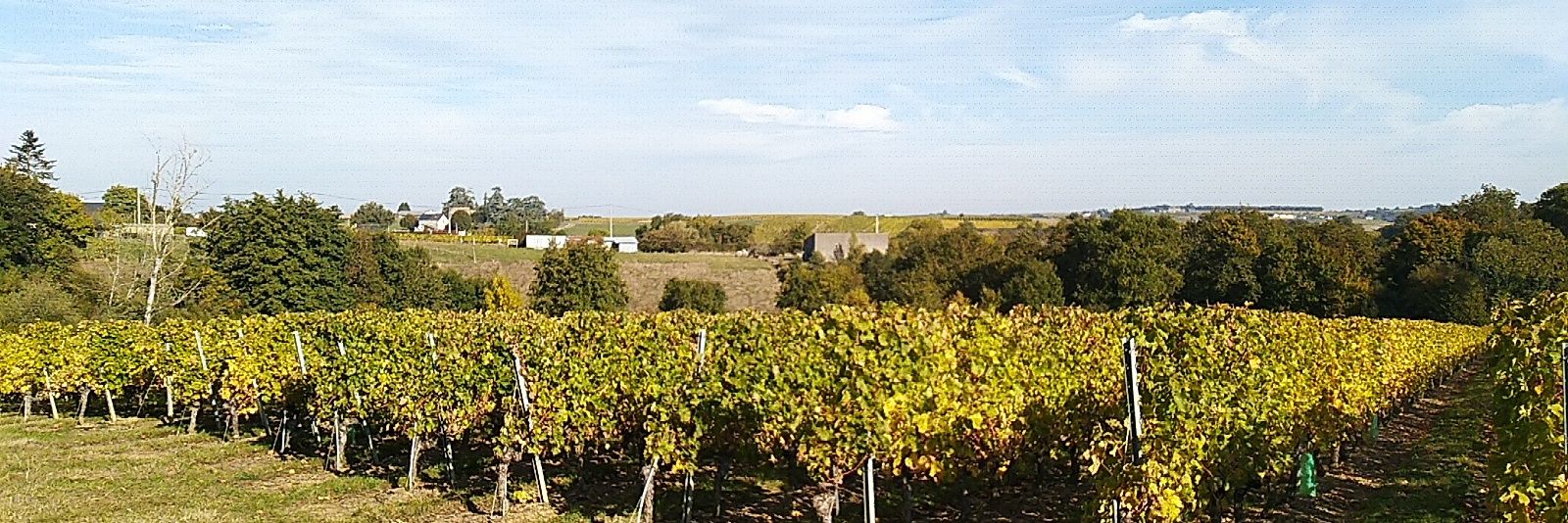 Maud Cesbron banner