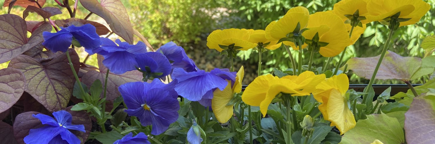 Mercedes Von Pichl banner