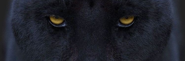 ArizonaPapa's profile banner image
