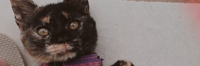 salestmara's profile banner image