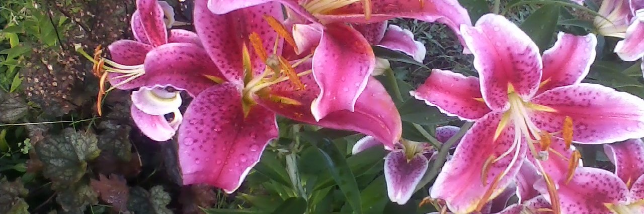 AnneMarieRamos's profile banner image