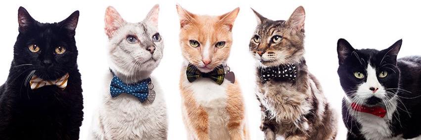 SweetPicklesD's profile banner image