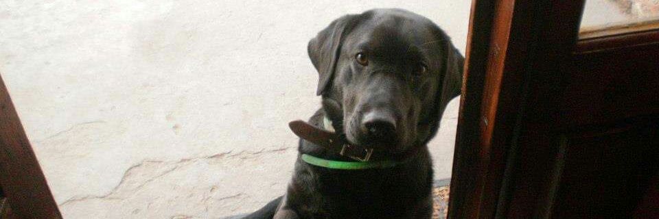 monica cedrez banner