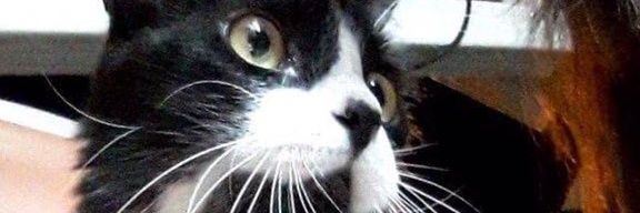 _garud_a's profile banner image