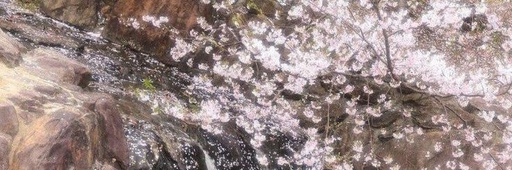 CupidTrace's profile banner image