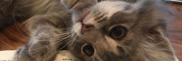 lili udah bisa dm banner