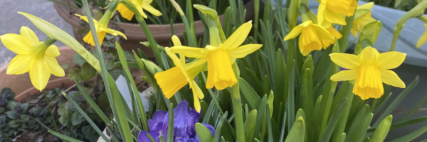 Flynn In The Forest banner